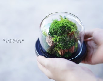 Preserved Moss Terrarium: The Colony Mini (Normal design) - A ZERO Moss Botanical sculpture, Desk Decor by TerraLiving