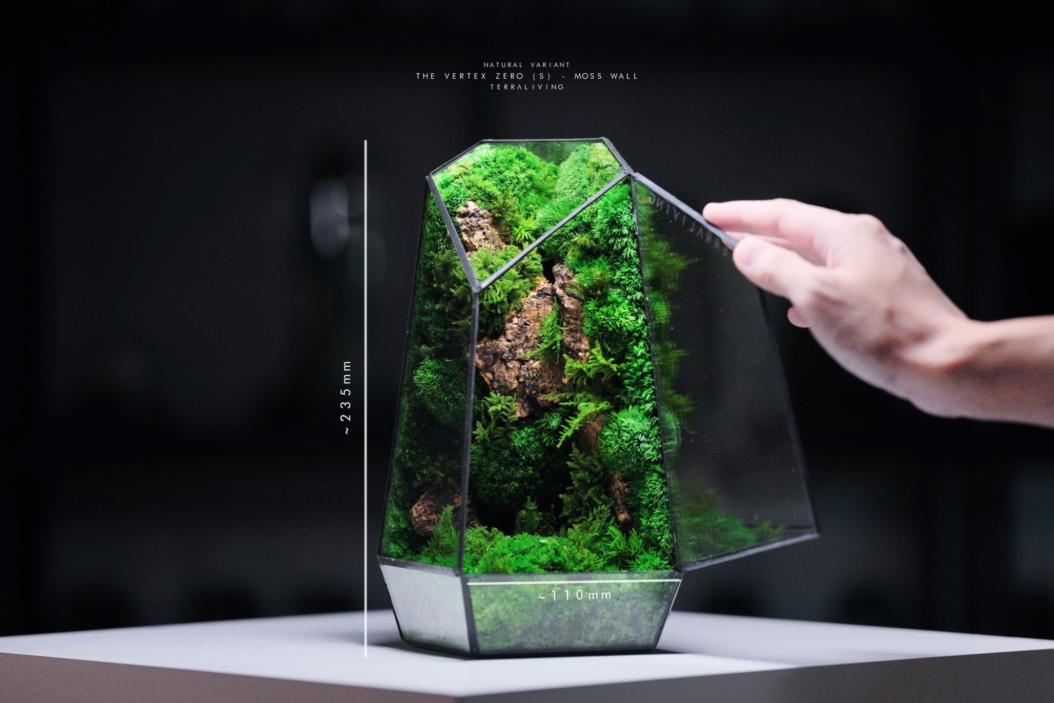 No Fuss, No Water, Moss Terrarium