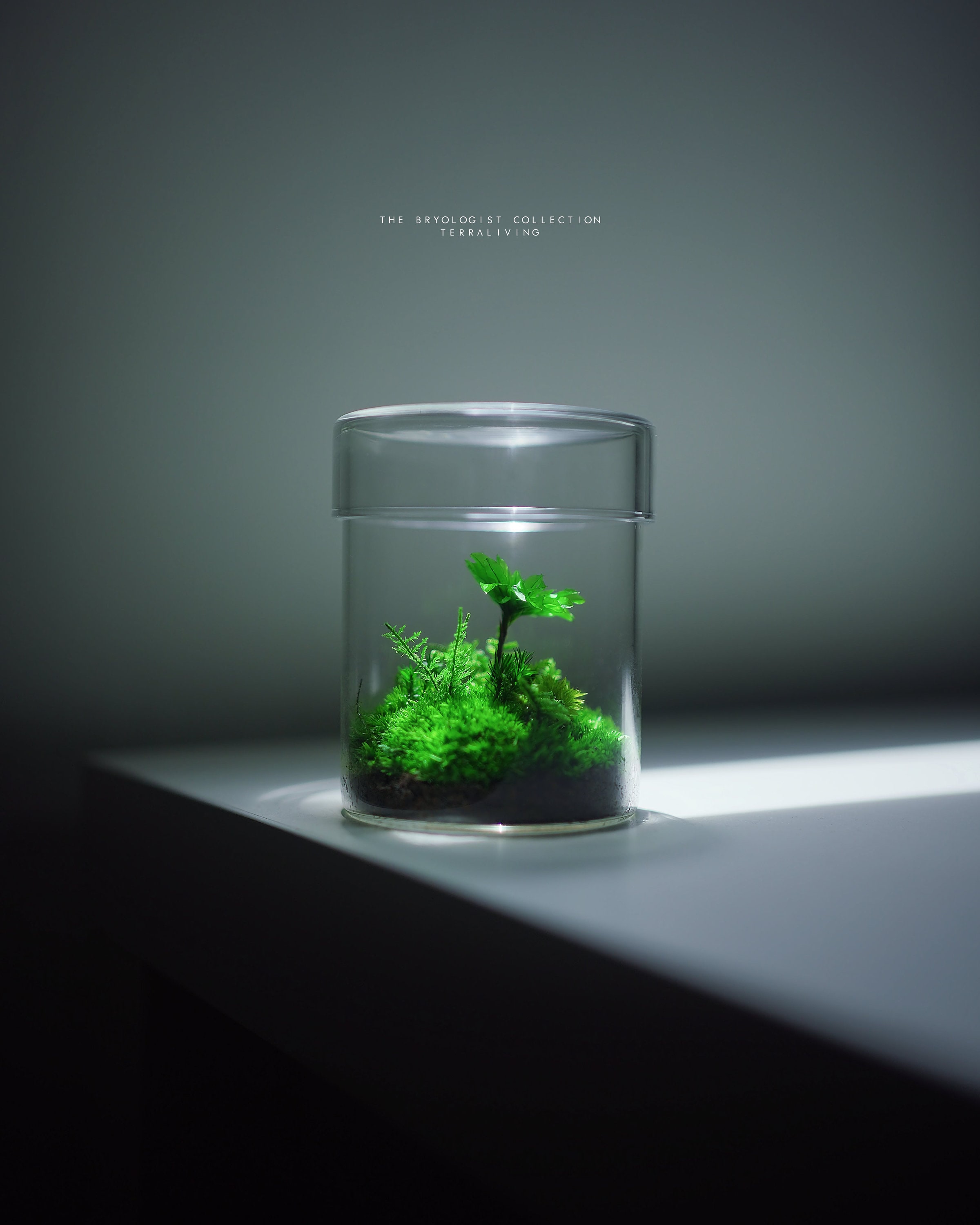 The Fruiting Body Alpha - Microcosm Collection, Preserved Moss Terrarium