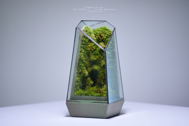 Live Moss Terrarium: The Vertex II Living Moss Wall, A Dormant Moss CryoMoss Mini ecocystem, living art by TerraLiving. image 2