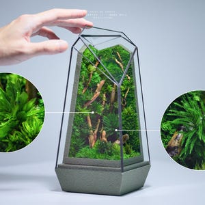 Preserved Moss Terrarium: The Vertex II (S) - Heart of Forest, ZERO Moss Geometric Terrarium, Minimalist & Elegant Desk Decor by TerraLiving