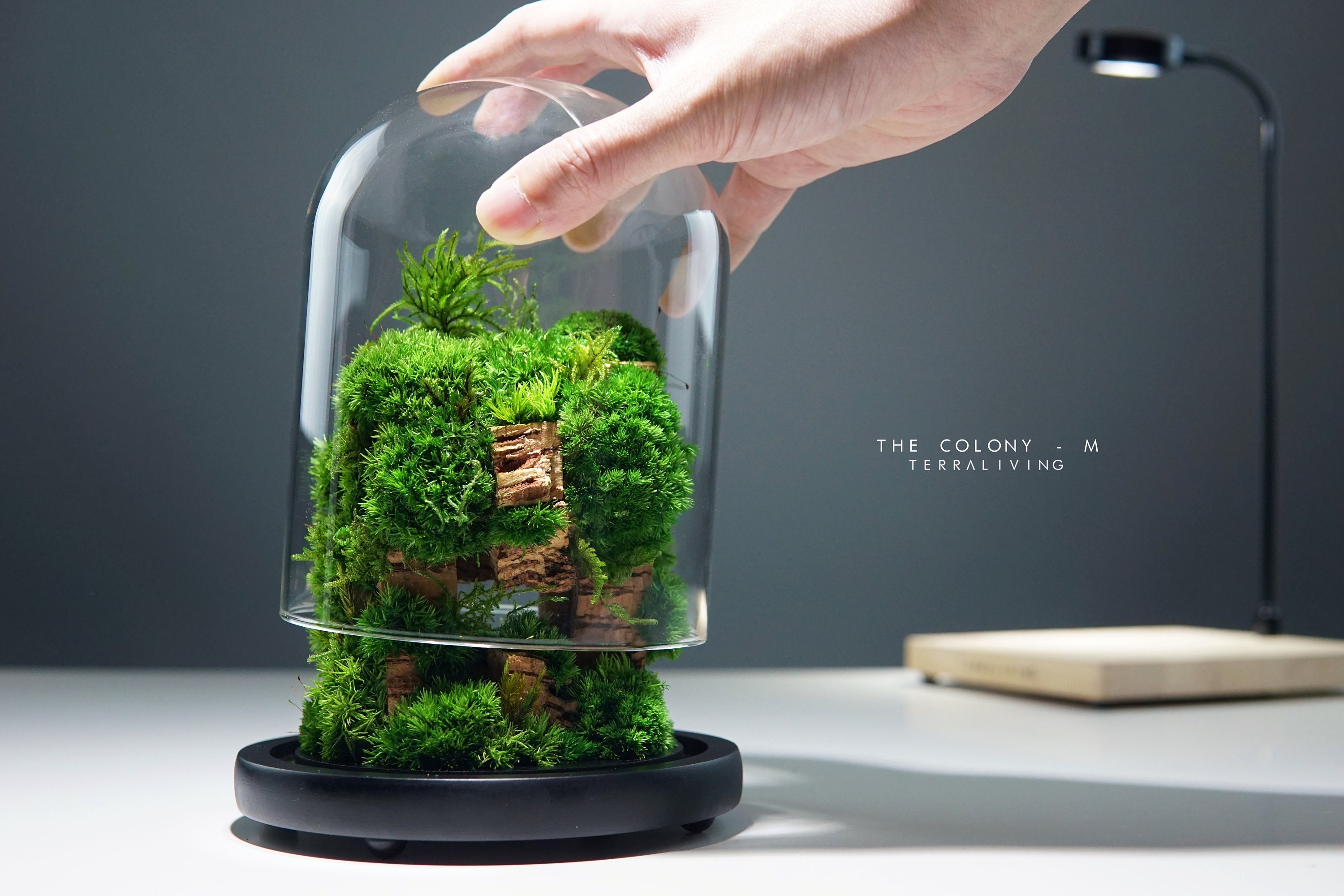 Terrarium Decor Rainforest Diorama Supplies Preserved Moss Half