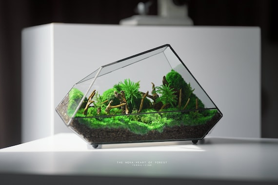 The TerraCube (S) - Live Moss Terrarium by TerraLiving 