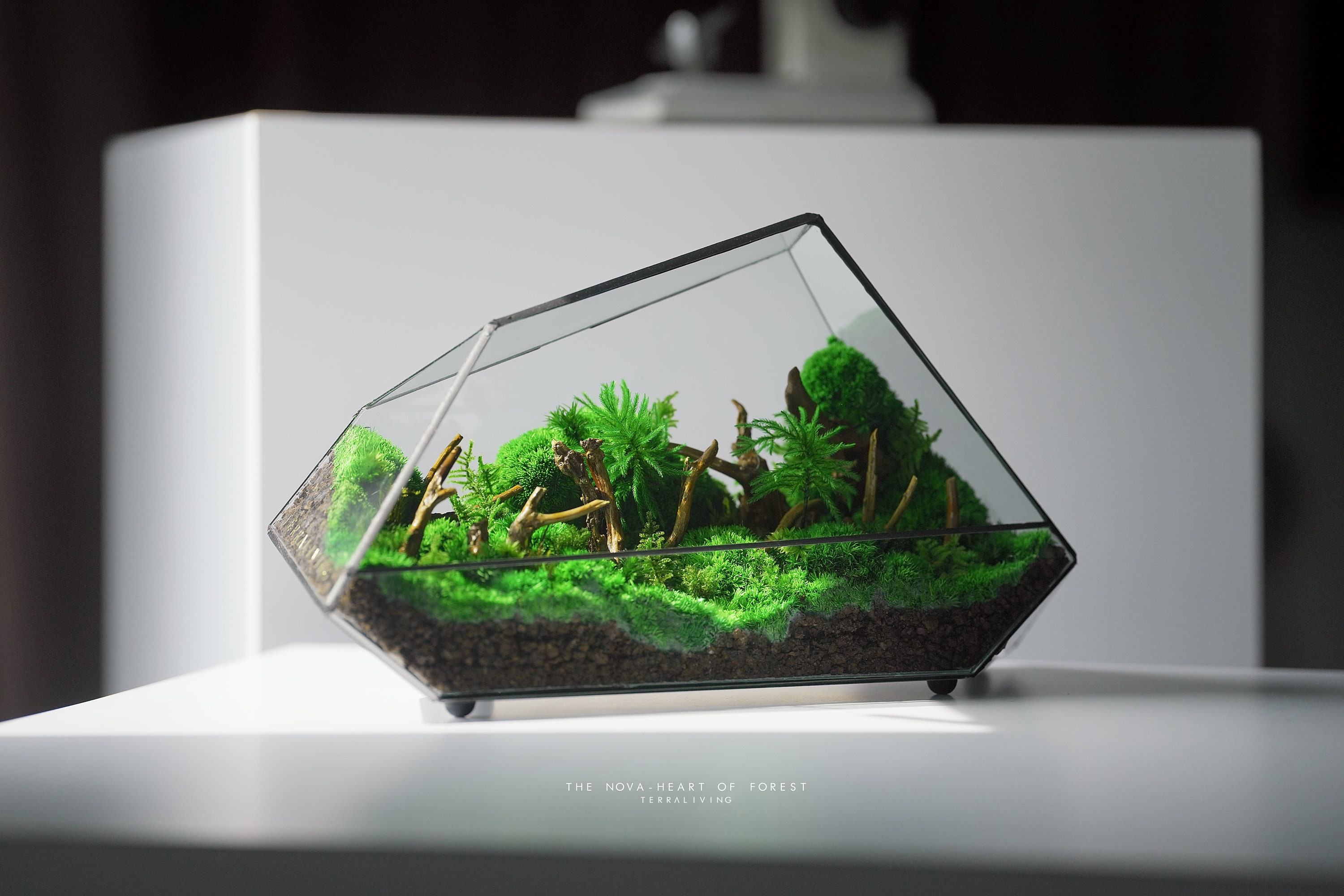Terrarium Decor Rainforest Diorama Supplies Preserved Moss Half-handmade -  AliExpress