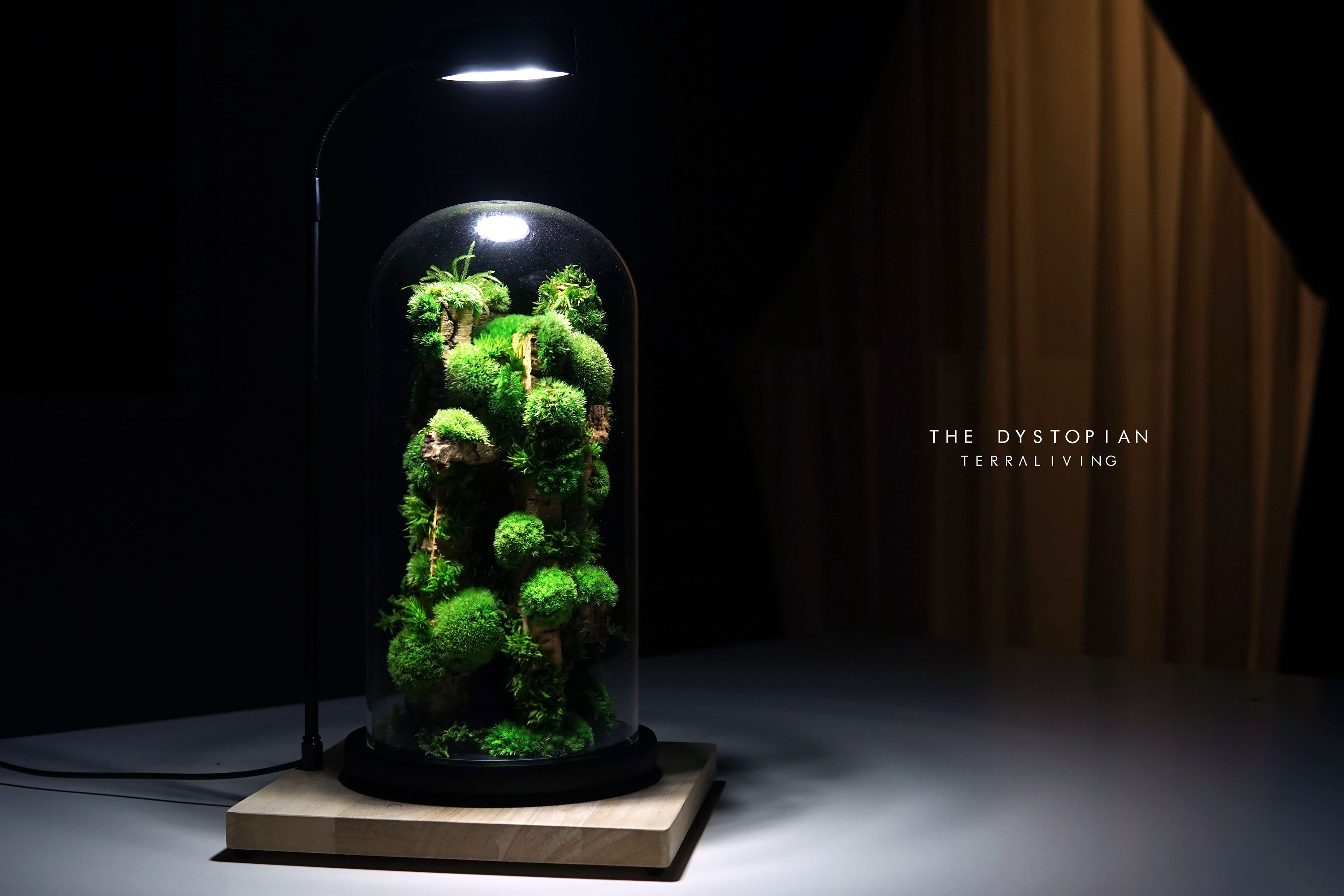 Preserved Moss Terrarium: Rainforest Colony XL - "The Dystopian", ZERO Moss Botanical Sculpture, Modern Desk Decor by TerraLiving.