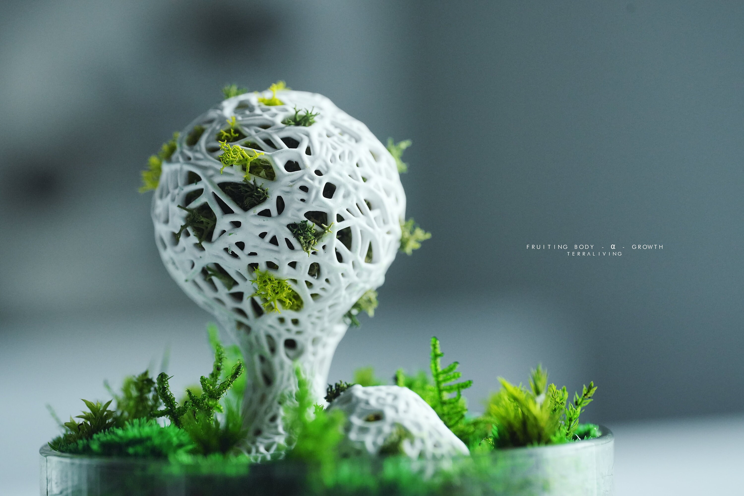 The Fruiting Body Alpha - Microcosm Collection, Preserved Moss Terrarium