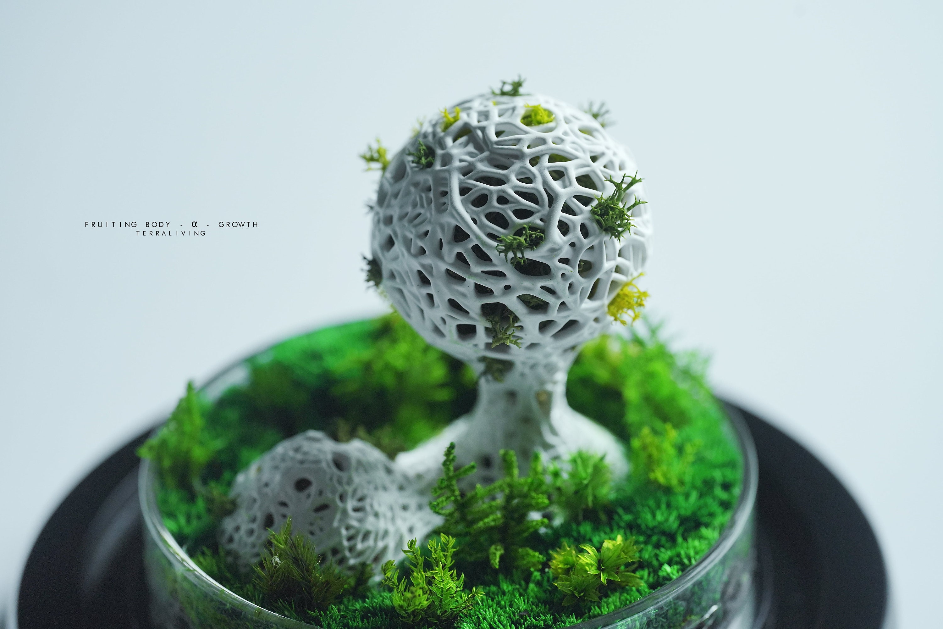 The Fruiting Body Alpha - Microcosm Collection, Preserved Moss Terrarium