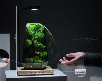 Preserved Moss Terrarium: The Vertex Ultra (S) - Var. Rhodobryum, ZERO Moss Geometric Terrarium with Moss Wall, Desk Decor by TerraLiving