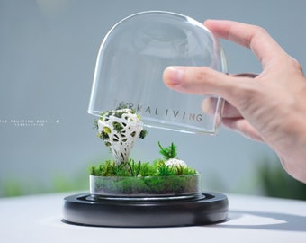 Preserved Moss Terrarium: The Fruiting Body Alpha - Microcosm Collection, Mushroom Inspired Botanical Art Sculpture by TerraLiving