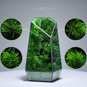 Preserved Moss Terrarium: The Vertex ZERO S Pure Moss Wall, ZERO Moss Geometric Terrarium, Minimalist Desk Decor by TerraLiving image 1