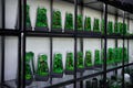 Preserved Moss Wall Terrarium: The Vertex (S) Signature Collection, Geometrical Glass Display by TerraLiving