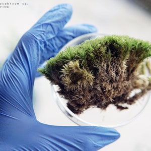 ZERO Moss - Luxury highest grade preserved moss by TerraLiving, Craft Supplies for DIY Terrarium Enthusiasts