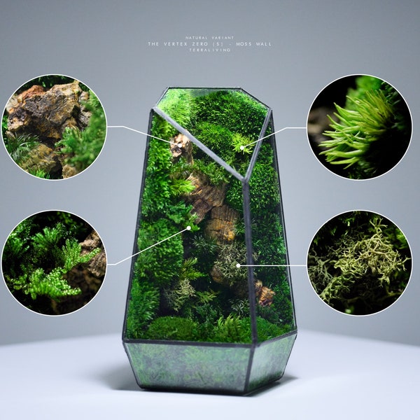 Preserved Moss Terrarium: The Vertex ZERO (S) - Pure Moss Wall, ZERO Moss Geometric Terrarium, Minimalist Desk Decor by TerraLiving