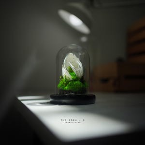 Preserved Moss Terrarium: The Life Forms - Eden, Biomorphic Sculptural Organic Structure ZERO Moss Terrarium by TerraLiving