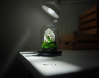 Preserved Moss Terrarium: The Life Forms - Eden, Biomorphic Sculptural Organic Structure ZERO Moss Terrarium by TerraLiving