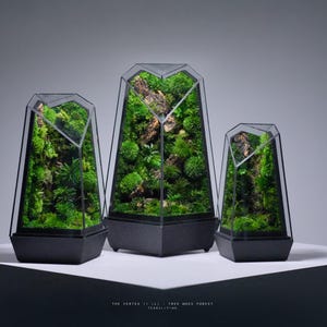 Preserved Moss Terrarium: The Vertex II (L) - Tree Moss Forest, Moss Art, Minimalist & Elegant Desk Decor by TerraLiving