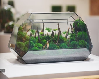 May include: A glass terrarium with a geometric shape, filled with green moss, small plants, and driftwood. The terrarium is sitting on a white surface.