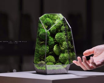 May include: A geometric glass terrarium container with dark metal edges, filled with vibrant green preserved moss clusters. The text "THE VERTEX (S) - ROLLING HILLS TERRA LIVING" is printed in small white letters on the left side of the glass.