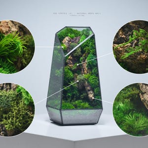 Preserved Moss Terrarium: The Best of Vertex (S) Collection, ZERO Moss Geometric Terrarium, Minimalist Desk Decor by TerraLiving