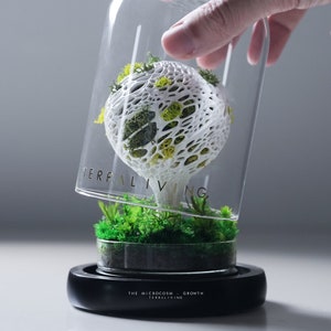 Preserved Moss Terrarium: The Microcosm (S) - Growth, Biomorphism Mushroom Inspired 3D Printed Desk Decor by TerraLiving