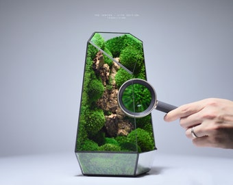 Preserved Moss Terrarium: The Vertex - Lite Edition, Monospecies Ft. Leucobryum sp., Minimalist & Elegant Desk Decor by TerraLiving