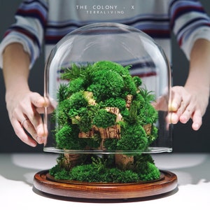 Preserved Moss Terrarium: The Colony - X ; Tree Moss Forest, ZERO Moss Botanical Sculpture, Modern Desk Decor by TerraLiving.