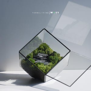 Preserved Lichen Terrarium: EcoCube S - Lite (Domestic Grade), ZERO Moss Terrarium, Minimalist Modern Desk Decor by TerraLiving