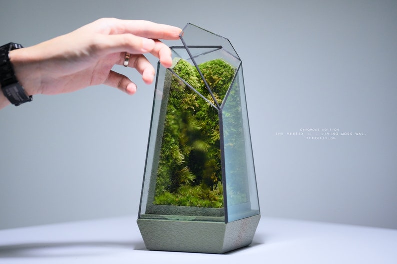 Live Moss Terrarium: The Vertex II Living Moss Wall, A Dormant Moss CryoMoss Mini ecocystem, living art by TerraLiving. image 1