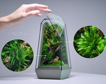 Preserved Moss Terrarium: The Vertex II (S) - Heart of Forest, ZERO Moss Geometric Terrarium, Minimalist & Elegant Desk Decor by TerraLiving