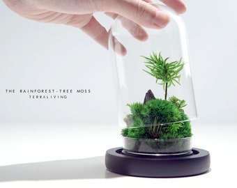 Ready to fly: The Rainforest ZERO (S) - Tree Moss Edition, Preserved Moss Terrarium, Minimalist Desk Decor by TerraLiving