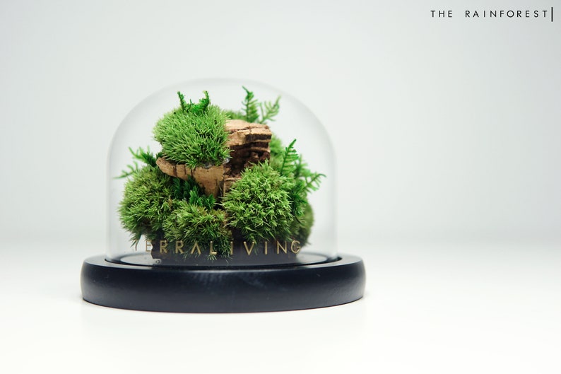 Colony X: Terrarium Moss Botanical Sculpture - Terrarium Creations