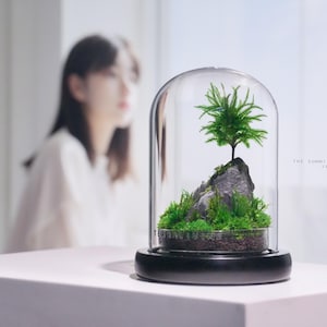 May include: A small glass terrarium with a miniature tree and moss growing inside. The terrarium is on a black base and sits on a white surface.