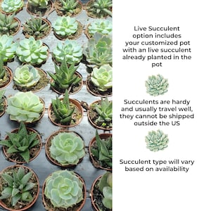 May include: A selection of small potted succulents in a tray, showcasing diverse green and light green plants. The image includes text stating that the succulent type will vary based on availability and cannot be shipped outside the US.
