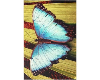 De Blauwe Vlinder Ansichtkaarten (7 stuks)