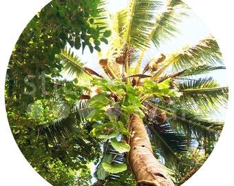 Wall Spot - Under the coconut tree