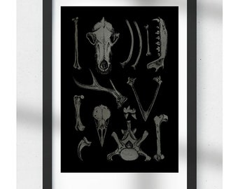 May include: A black and white illustration of various animal bones, including a skull, antlers, and ribs. The bones are arranged in a random pattern on a black background.