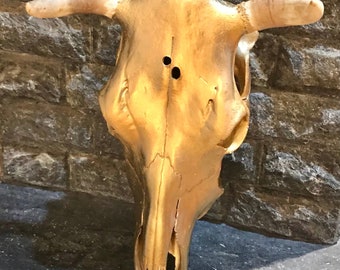 Cattle Skull | Animal Skull | Bone Skull | Cow Skull |  ON SALE
