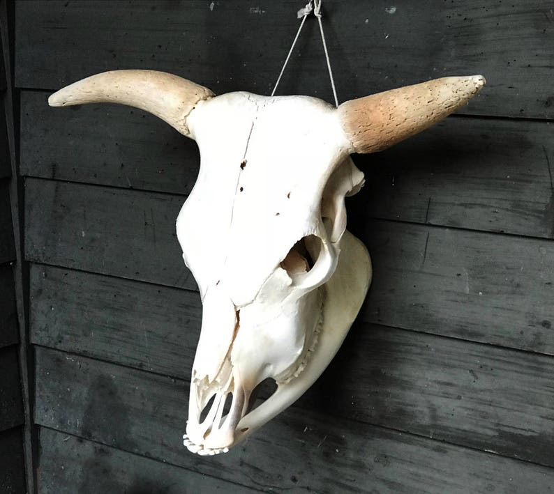 Cattle Skull Animal Skull Bone Skull Cow Skull ON Etsy