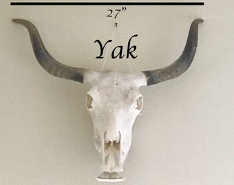 Yak Skull | Animal Skull | Bone Skull