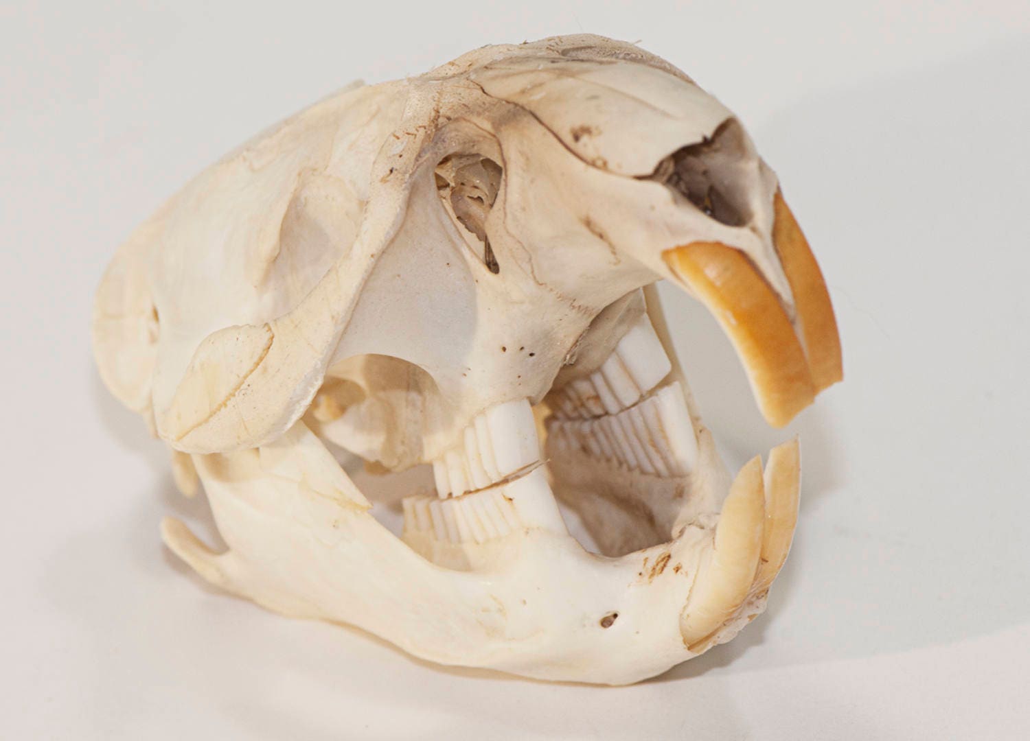 Woodchuck Skull Animal Skull Bone Skull Etsy