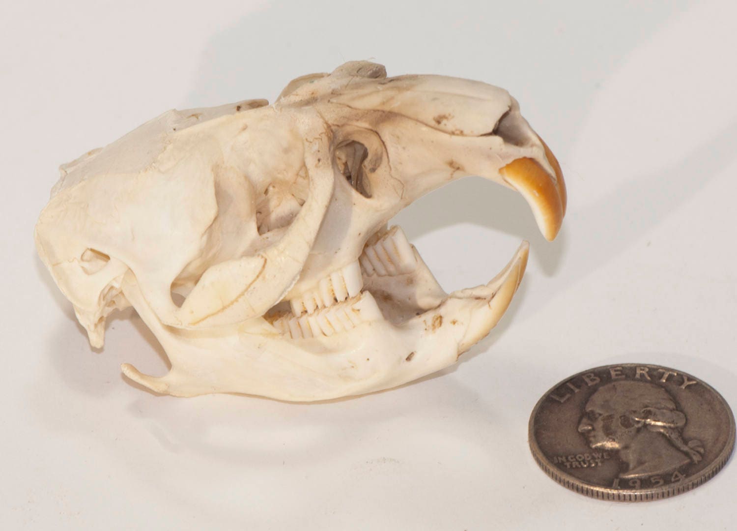 Woodchuck Skull Animal Skull Bone Skull Etsy