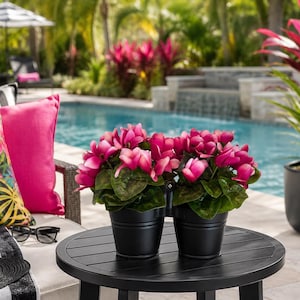 May include: Two small black metal buckets joined together, each containing a vibrant cyclamen plant with deep pink flowers and dark green leaves, resting on a round black side table positioned outdoors near a swimming pool.