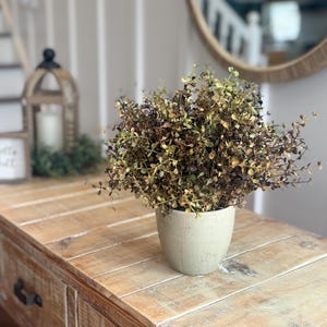 Puede incluir: Una planta en maceta con hojas pequeñas, densas y multicolores en tonos marrón, dorado y verde, colocada en una maceta de cerámica cilíndrica sencilla de color claro. La planta presenta una forma redondeada y tupida con tallos finos.
