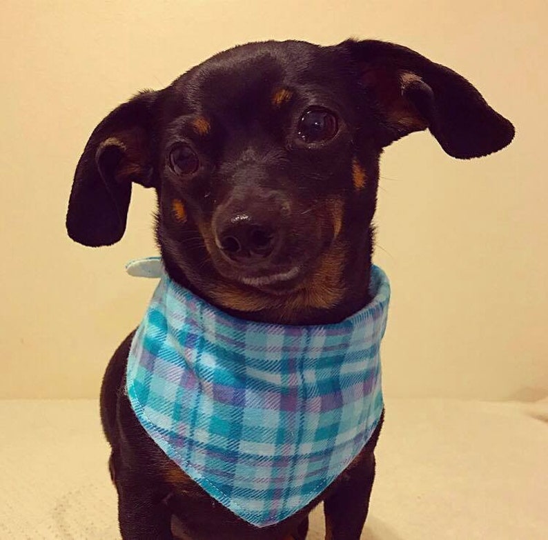 dog bandanas for small dogs