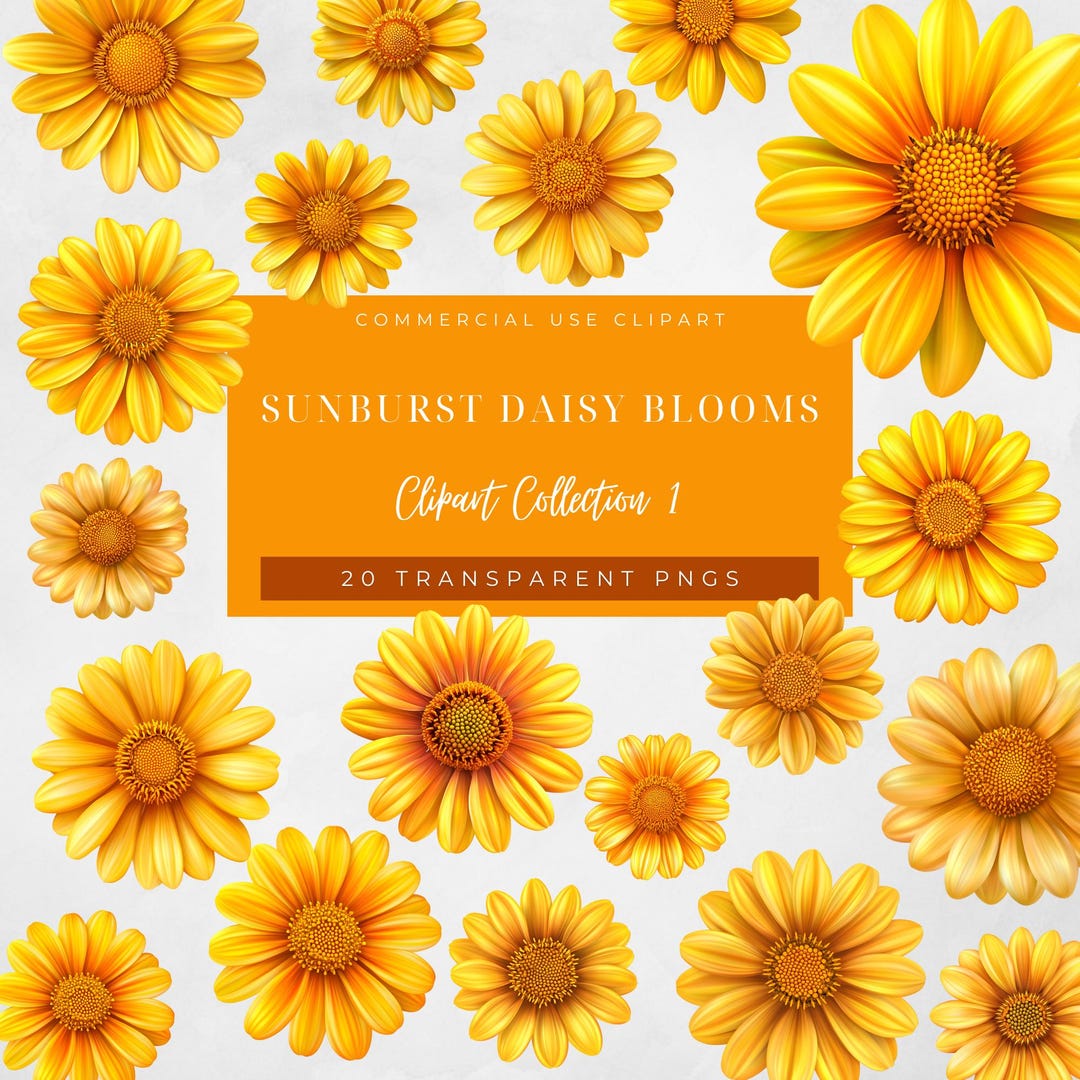 Sunburst Daisy Blooms 20 TRANSPARENT PNG Clip Art, Vibrant Yellow