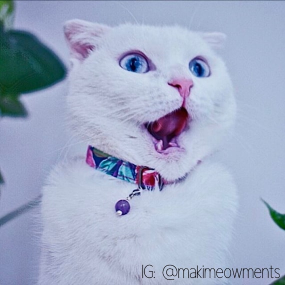 Amethyst cat collar discount