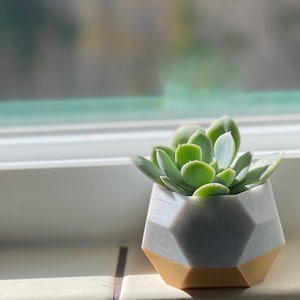 Two-Tone Pastel Marble and Gold Marble Small Succulent Planter, Modern Low Poly, 3D Printed, Home Decor, Minimalist