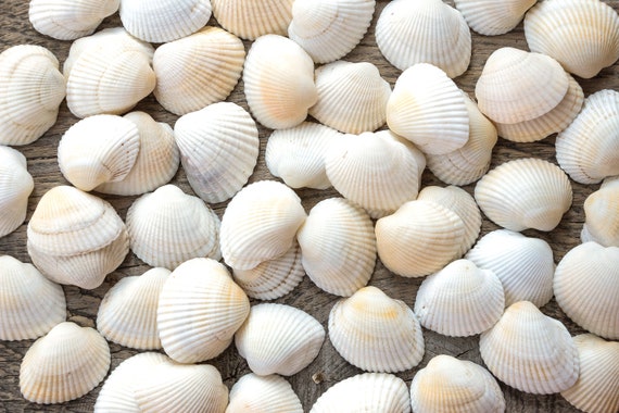 50 White Seashell Bulk Beige Sea Shell Crafting Beach Shell Etsy
