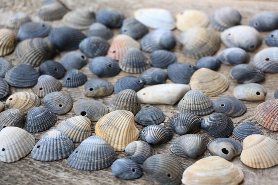 78 pcs boucles composants de boucles pcs d’oreilles coquillages naturels mer coquillages naturels avec des boucles d’oreilles trous fournit des fragments de coquilles de coquillages noir gris coquillages mer Noire 332522 78 pcs boucles composants de boucles pcs d’oreilles coquillages naturels mer coquillages naturels avec des boucles d’oreilles trous fournit des fragments de coquilles de coquillages noir gris coquillages mer Noire 332522