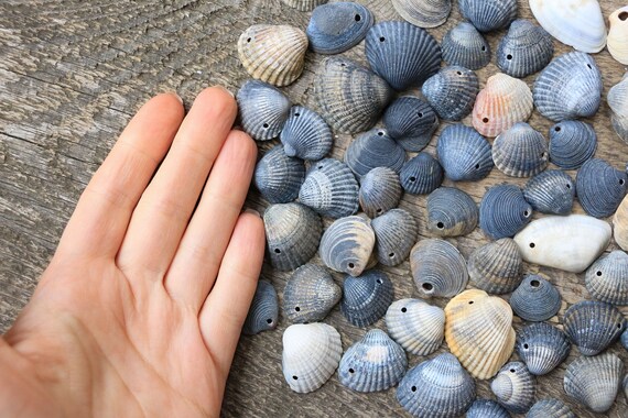 78 pcs boucles composants de boucles pcs d’oreilles coquillages naturels mer coquillages naturels avec des boucles d’oreilles trous fournit des fragments de coquilles de coquillages noir gris coquillages mer Noire 332522 78 pcs boucles composants de boucles pcs d’oreilles coquillages naturels mer coquillages naturels avec des boucles d’oreilles trous fournit des fragments de coquilles de coquillages noir gris coquillages mer Noire 332522